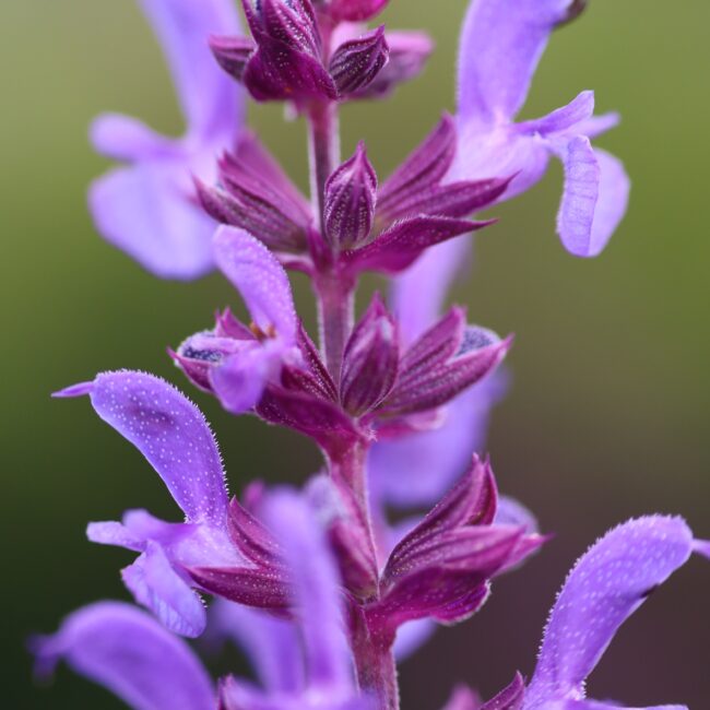 Bossalie - Salvia nemorosa