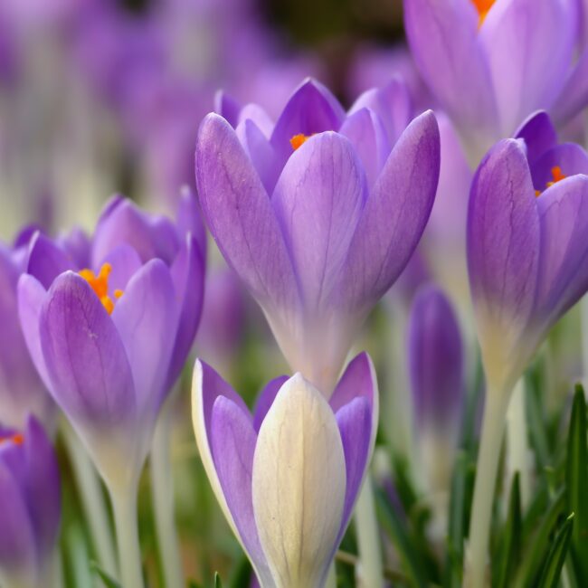 Crocus tommasinianus - Boerenkrokus