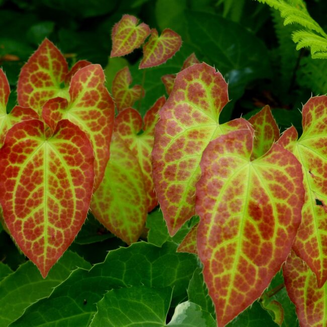 Elfenbloem - Epimedium