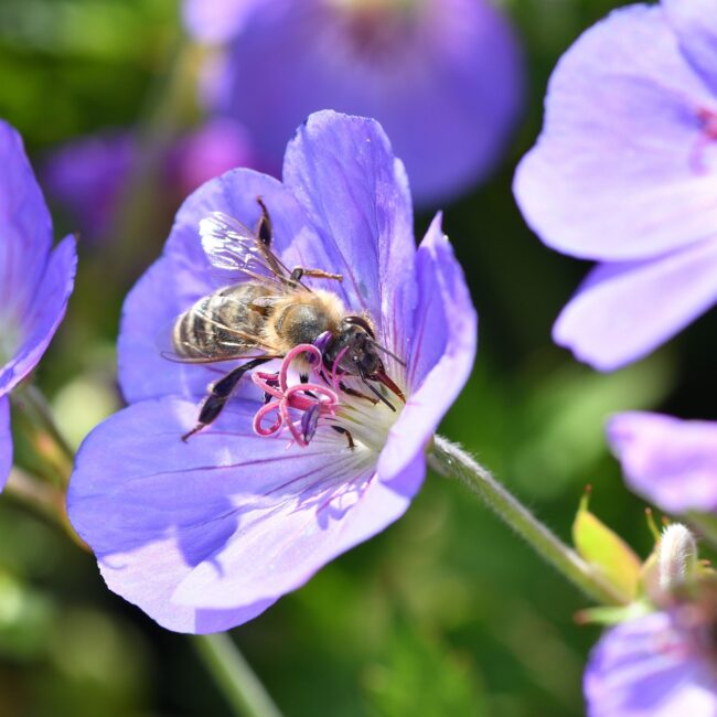 Geranium 'Azure Rush' - Ooievaarsbek