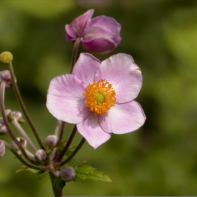 Herfstanemoon - Anemone 'September Charm'