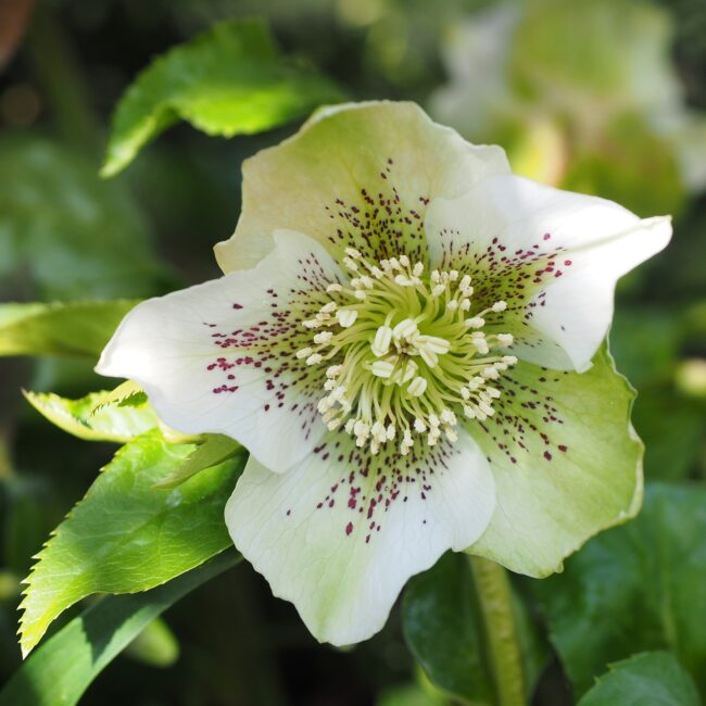Kerstroos - Helleborus orientalis