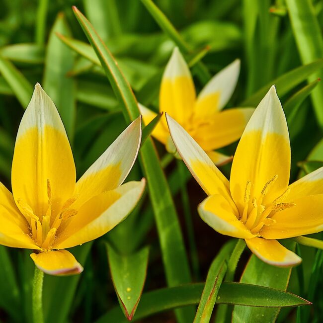 Tulipa tarda - Wilde tulp