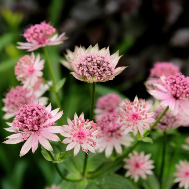 Plant uit een van mijn vaste planten borders: de Betuwe border
