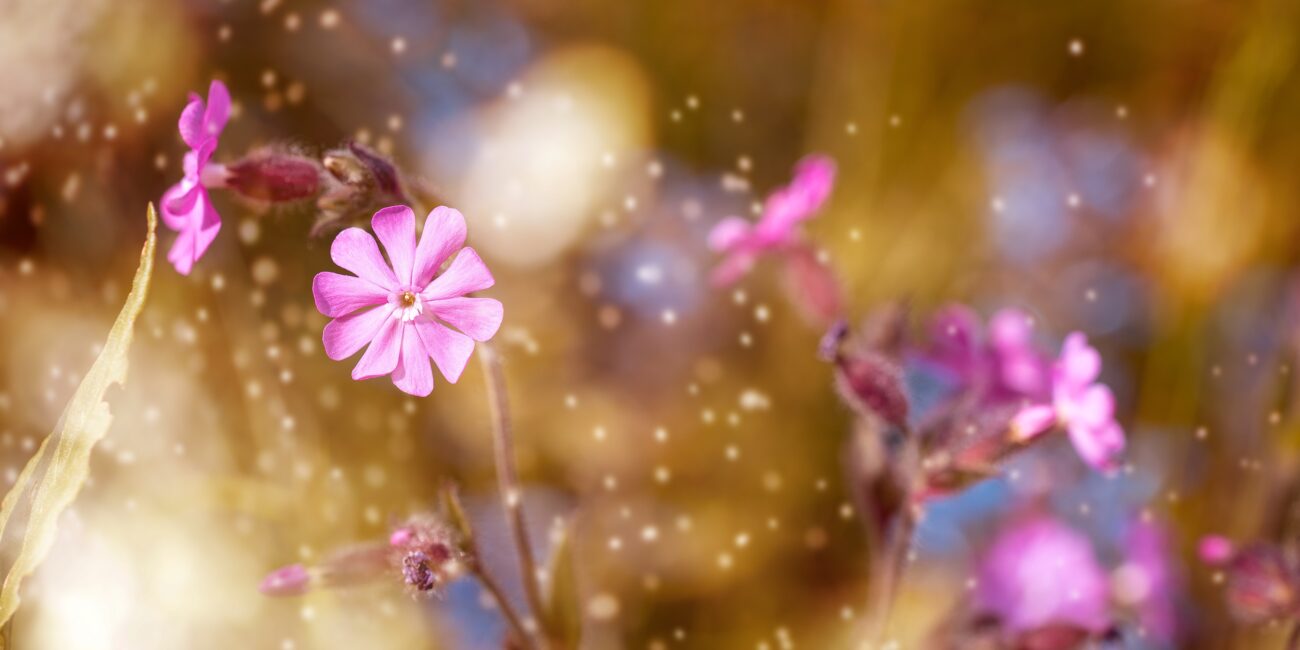 Beplantingsplan bestellen: bestelformulier en contactgegevens