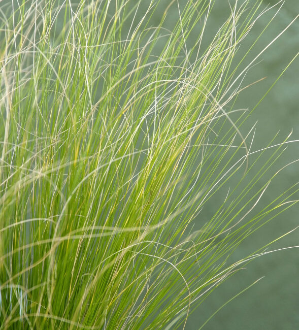 Dwerg Vedergras - Stipa Capillata