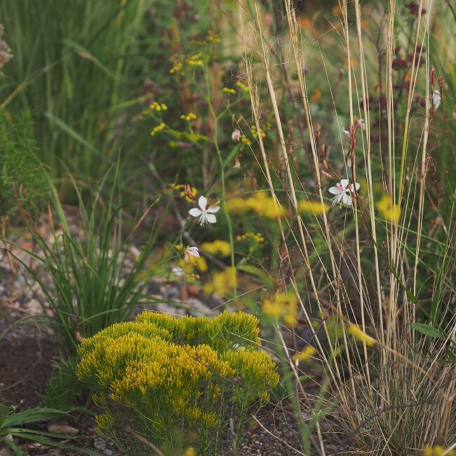Bekijk meer voorbeelden van mooie plantencombinaties op instagram van Sarah Price